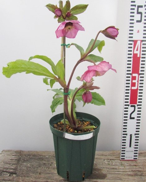 クリスマスローズ苗 クリスマスローズ 交配種 開花見込み株 6鉢価格