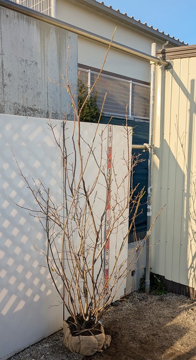 楽天市場】【現品】ジューンベリー 株立ち 苗木 樹高2.1m K711 : 千草園芸