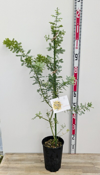 楽天市場】ミモザアカシア 苗木 6号 : 千草園芸