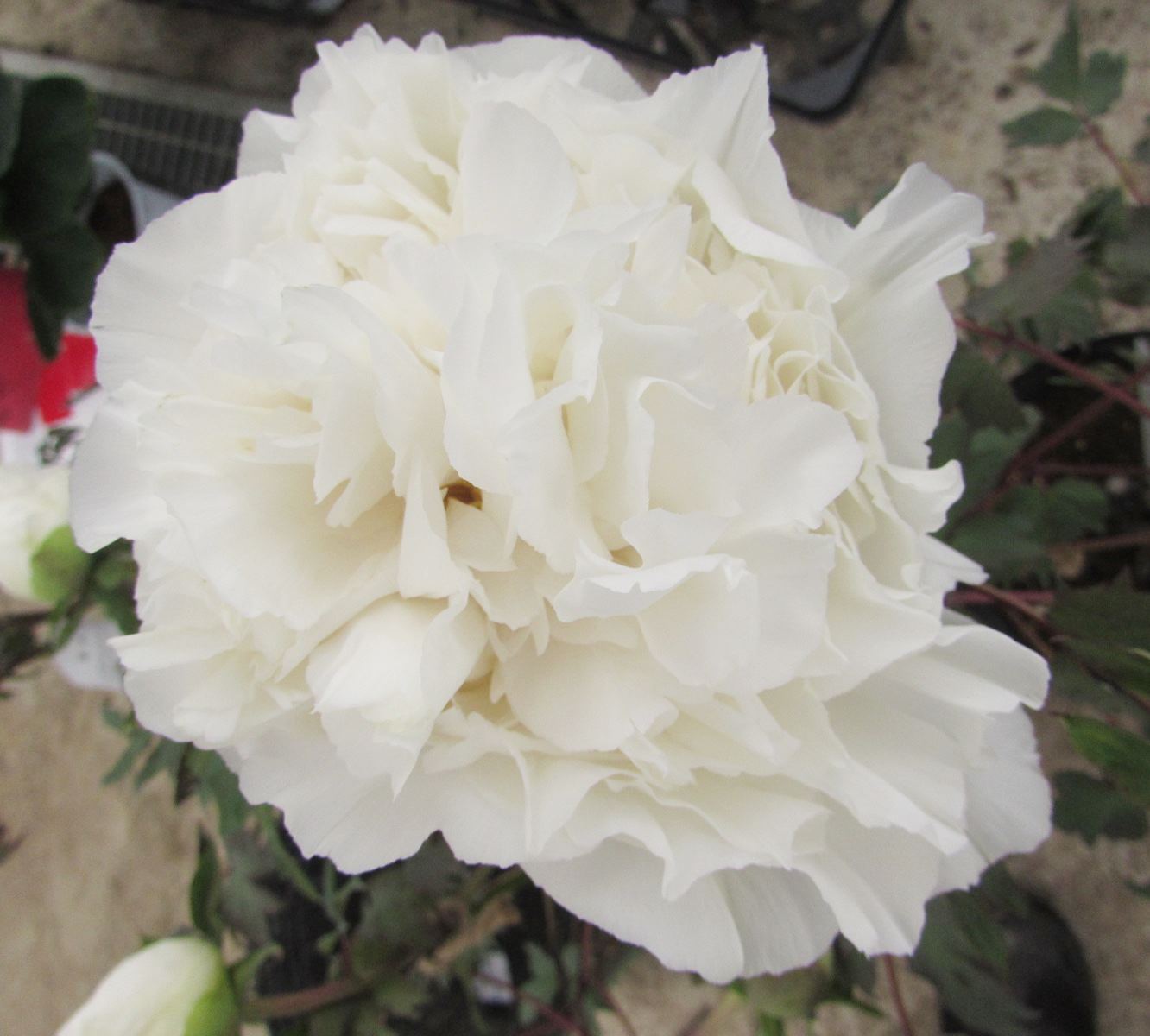 楽天市場】ボタン(牡丹) 苗木 扶桑司(フソウノツカサ) 7号 : 千草園芸