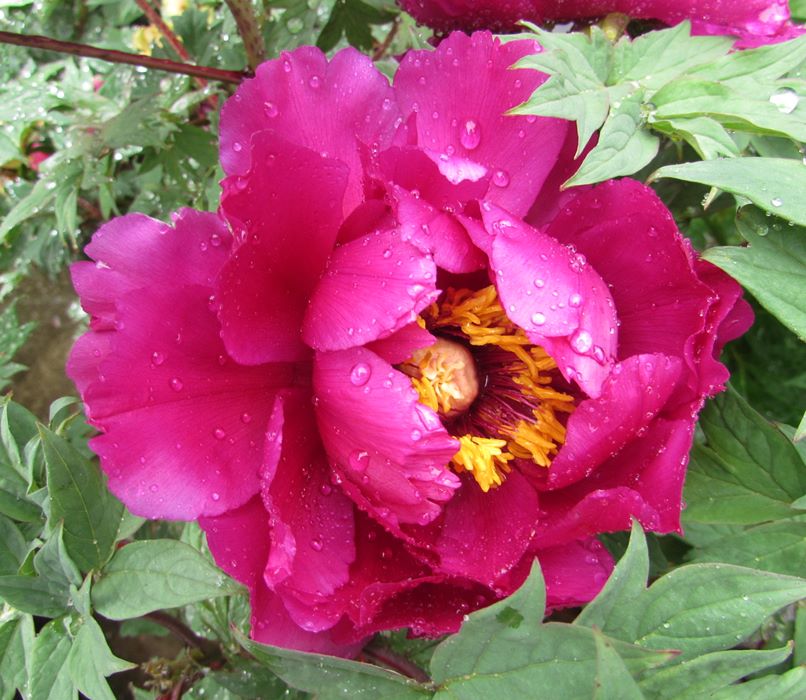 楽天市場】ボタン(牡丹) 苗木 紫晃（シコウ） 7号鉢植え : 千草園芸