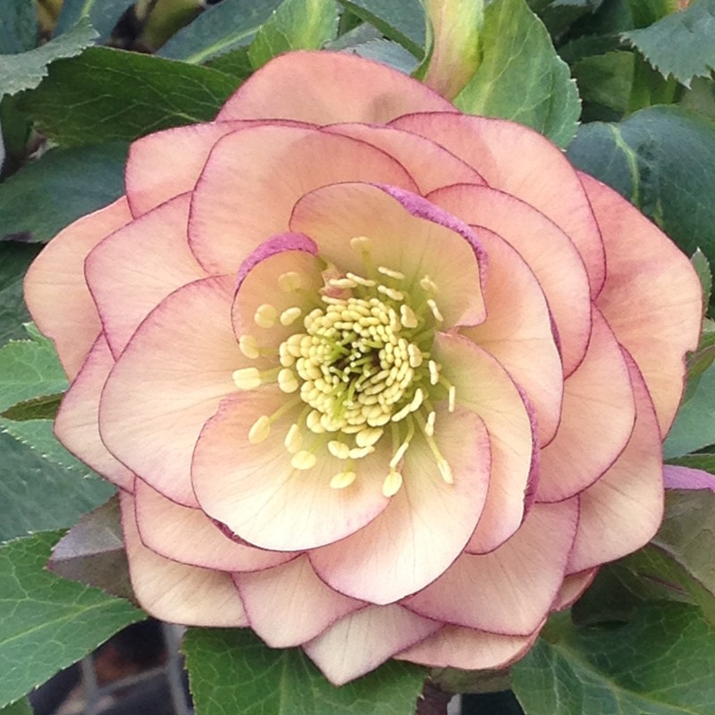 夕映え様ご購入苗㉖-207㉖-244クリスマスローズ 夕映え様ご購入苗㉖