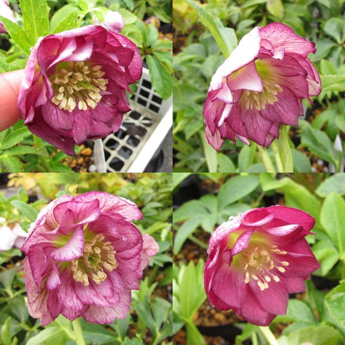 楽天市場】クリスマスローズ 実生苗 リバーシブル・パステル系 ダブル