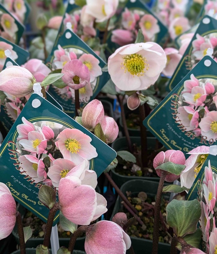 楽天市場】クリスマスローズ ピンクニゲル フルール・ド・ノエル 3年生