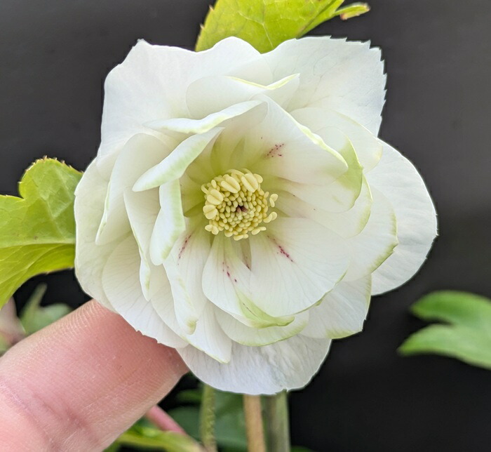 楽天市場】【現品】クリスマスローズ 実生苗 八重咲き グリーンリップ