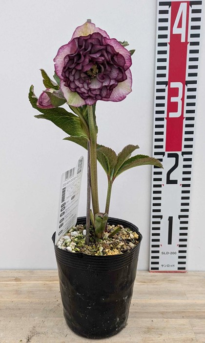 楽天市場】ミヨシのクリスマスローズ グレイスプリマドレス 超多弁