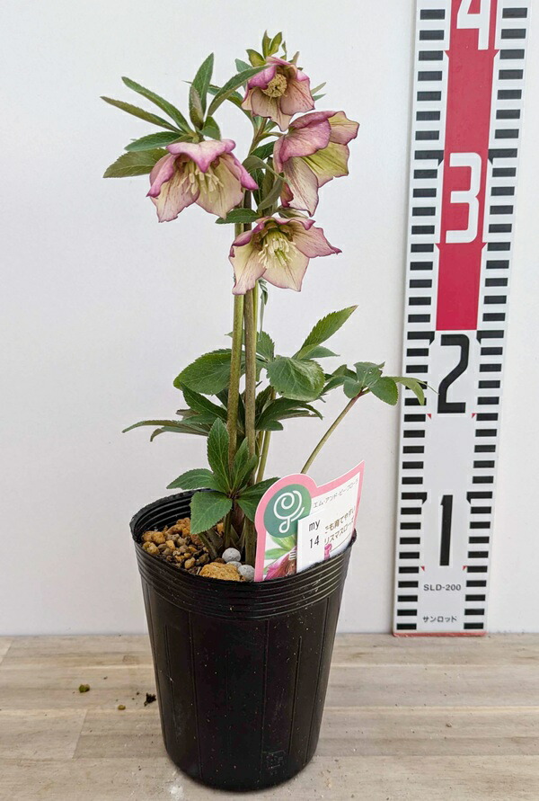 楽天市場】【開花見込み株】ミヨシのクリスマスローズ プチドール 彩