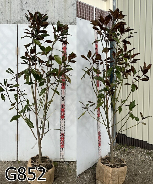 楽天市場】【選べる現品】タイサンボク 直立性リトルジェム ケイパリス