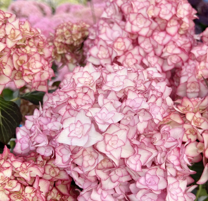 楽天市場】【屋外管理苗】アジサイ（紫陽花・あじさい） ミスサオリ 大