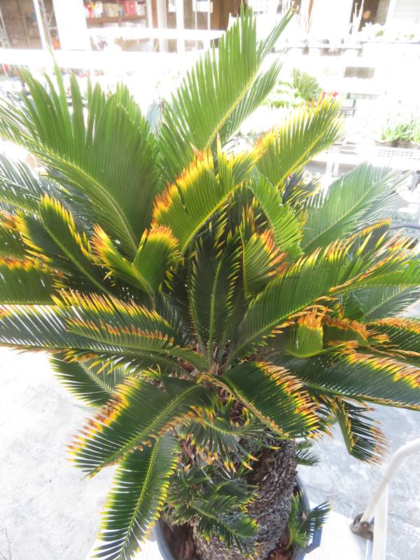 楽天市場】【現品発送】金環蘇鉄(キンカンソテツ) 特大株 幹太 苗木