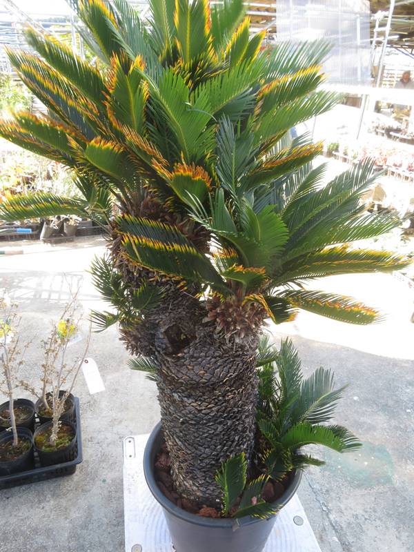 楽天市場】【現品発送】金環蘇鉄(キンカンソテツ) 特大株 幹太 苗木