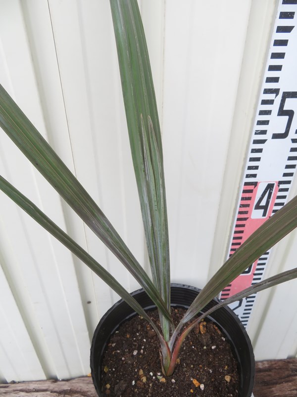 楽天市場】【現品発送】ビスマルキア ノビリス 苗木【L】502 : 千草園芸