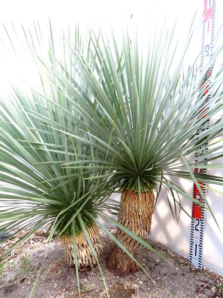 楽天市場】【現品発送】ユッカ ロストラータ 2ヘッド 苗木 大株 W1.1m