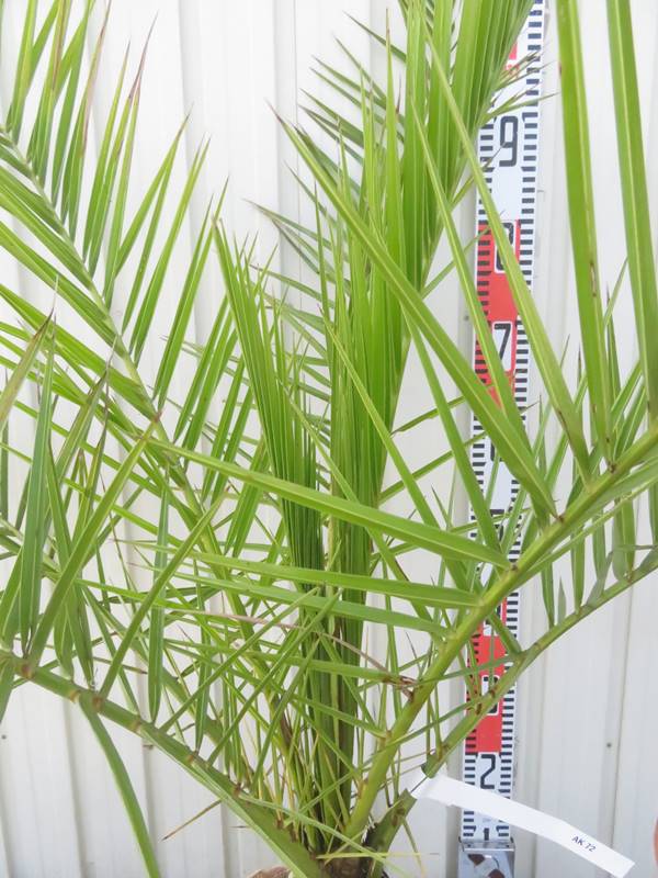 楽天市場】【現品発送】カナリーヤシ 苗木 中株 根巻き【AK】72 : 千草園芸