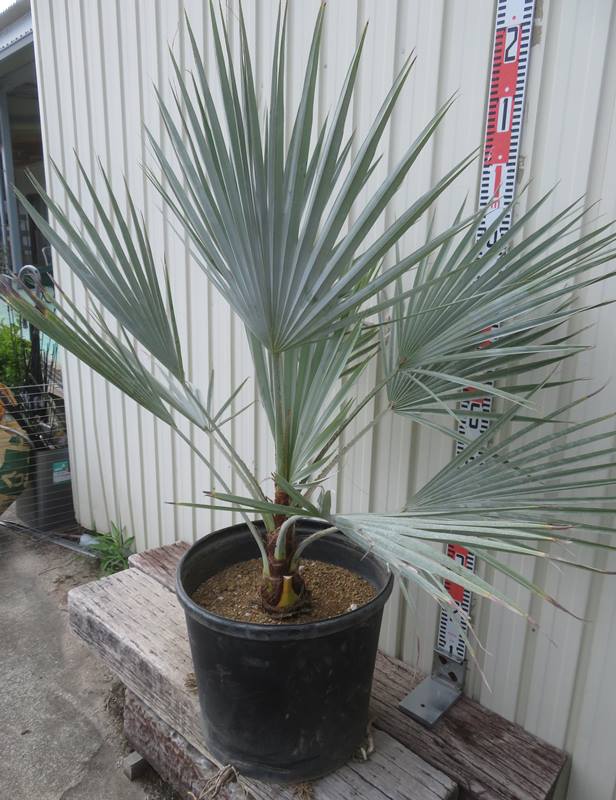 楽天市場】【現品発送】ブラヘア アルマータ 13号鉢植え 苗木 : 千草園芸