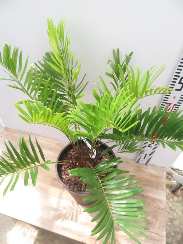 楽天市場】【現品発送】ザミア フロリダーナ 7号セラアート鉢植え 苗木