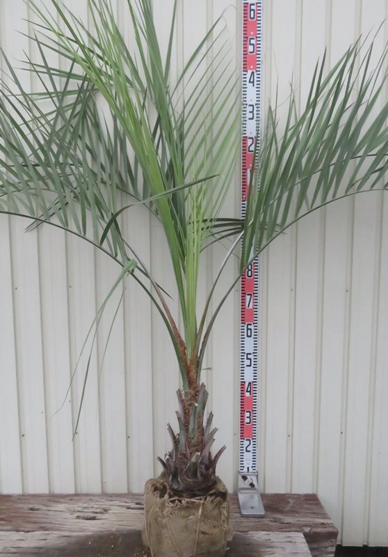 楽天市場】【根巻き】ココスヤシ 中株 幹太 苗木【maki】 : 千草園芸