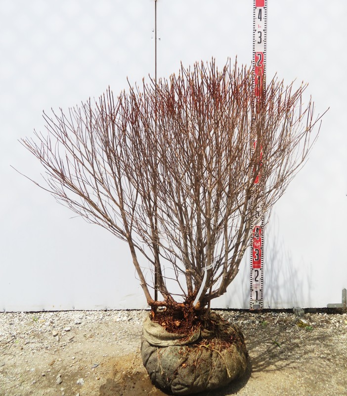 楽天市場】【現品】シロヤシオツツジ（白八汐） 大株 W80cm×D40cm