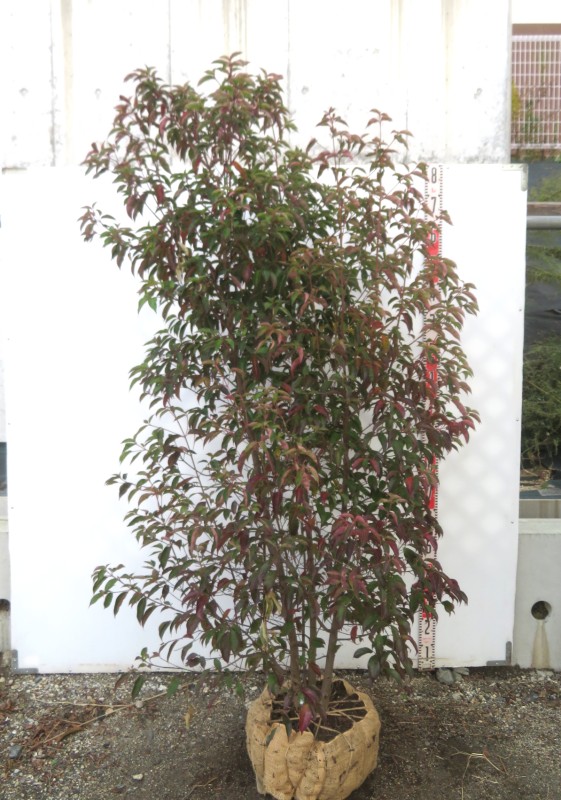 楽天市場】【現品】常緑山法師（常緑ヤマボウシ) ホンコンエンシス 株