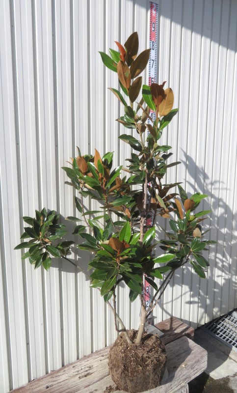 楽天市場】【現品/K421】四季咲きタイサンボク リトルジェム 苗木 樹高