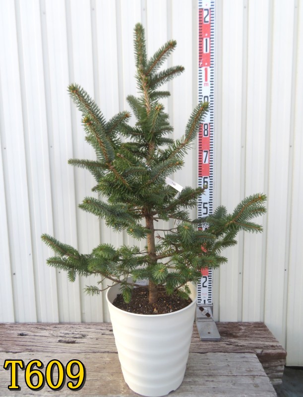 楽天市場】【選べる現品】ピセア・プンゲンストウヒ スーパーブルー