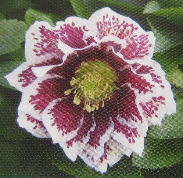 楽天市場】クリスマスローズ ダブル咲き ホワイトブロッチ 3号 実生苗