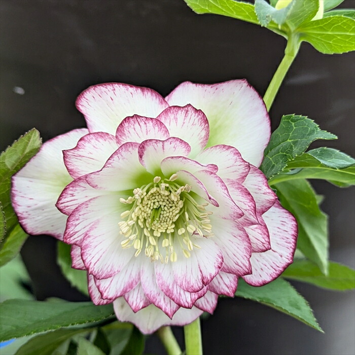 楽天市場】【現品】クリスマスローズ ダブル咲き ホワイト系 ピコティ