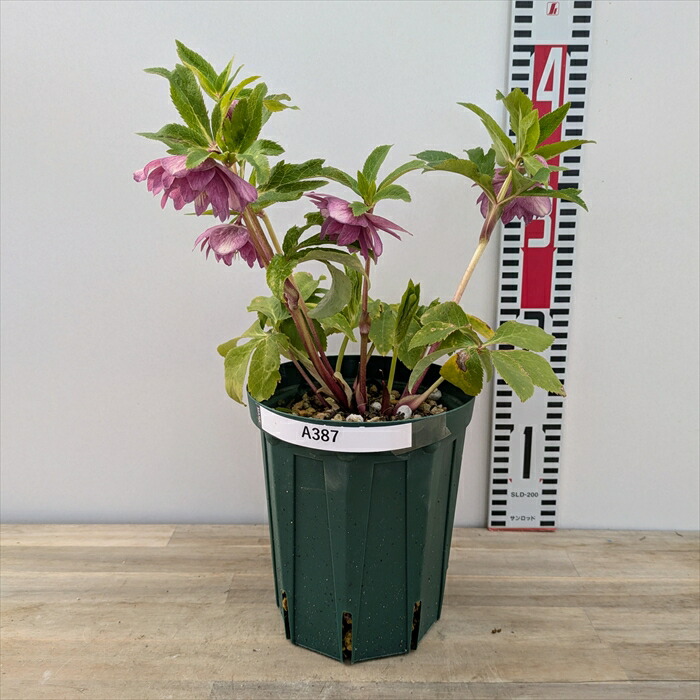 楽天市場】【現品】クリスマスローズ ダブル咲き ゴールドオーレア系