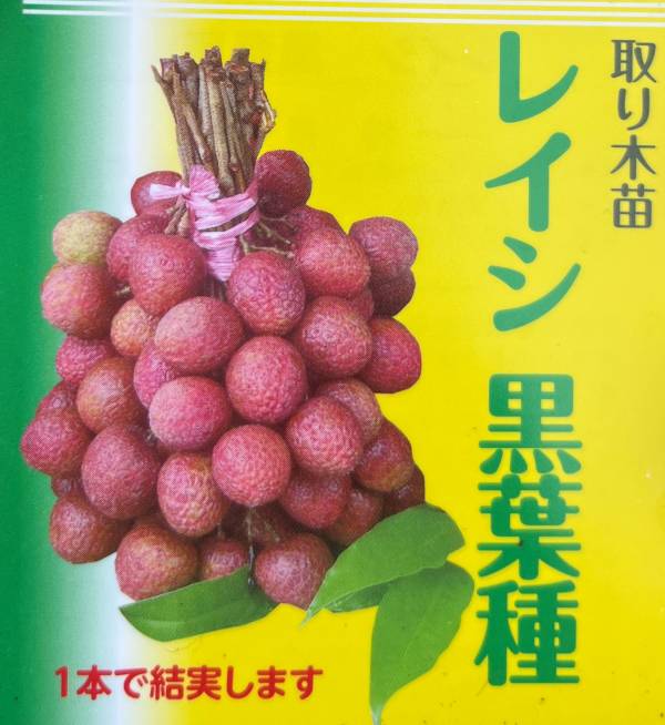 楽天市場】【品種で選ぶ】ライチ 5号 取り木苗木(h18) : 千草園芸
