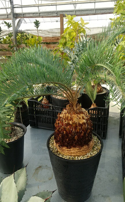 楽天市場】【現品発送】ソテツ サイカス カイルンシアナ ブルー 幹高約