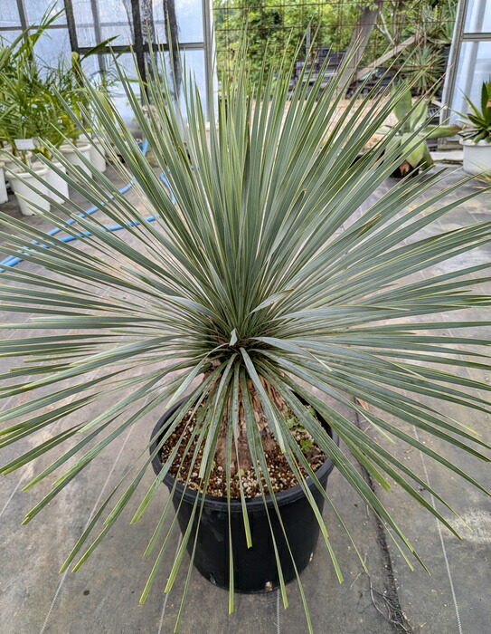 楽天市場】ユッカ・ロストラータ・の通販