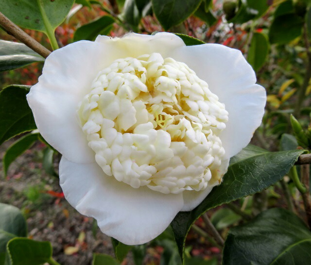 楽天市場】椿(ツバキ) 白卜伴（シロボクハン）4.5号苗木( g07-2 g08-1