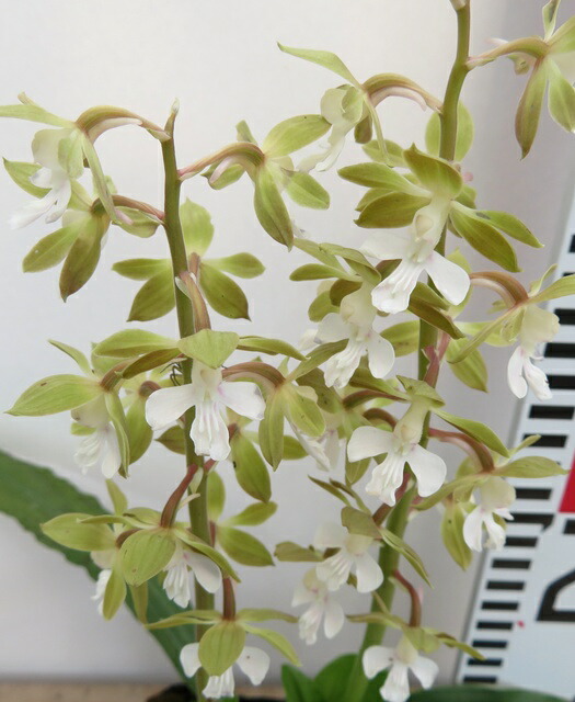 楽天市場】ジエビネ(地えびね) 色不明苗(g06) : 千草園芸