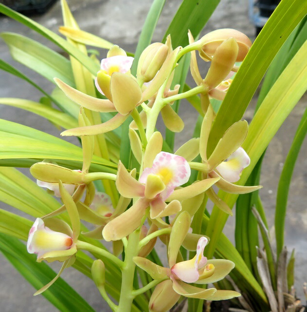 楽天市場】白花キンリョウヘン（金稜辺）花芽2～3本立ち 6号セラアート