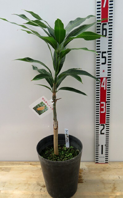 楽天市場】【現品発送】マンゴー マハチャノック 6号接ぎ木苗 : 千草園芸