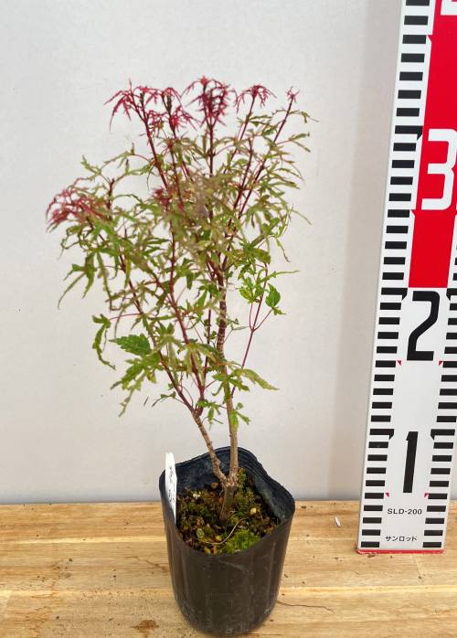 楽天市場】モミジ 京の糸(キョウノイト) 苗木 4号ポット苗（J03