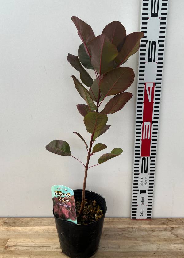 楽天市場】スモークツリー グレース（グレイス）雌木 4.5号 苗木(e06