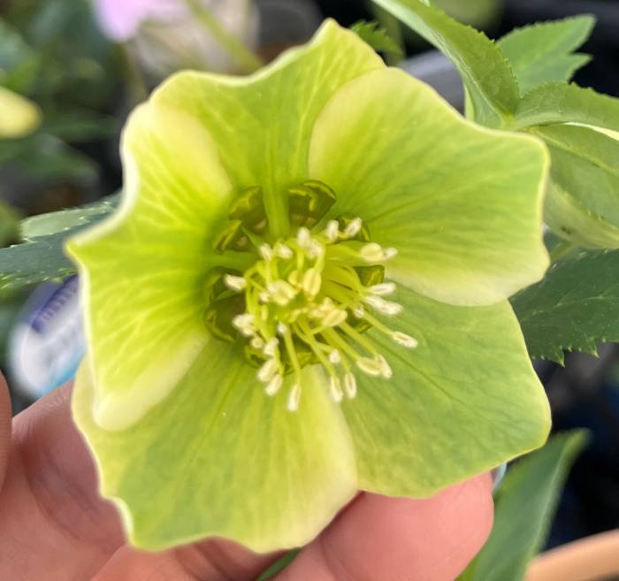 楽天市場】【現品】クリスマスローズ 一重咲き リグリクス（芳香