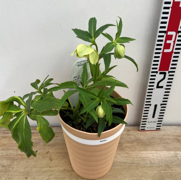 楽天市場】【現品】クリスマスローズ 一重咲き リグリクス（芳香