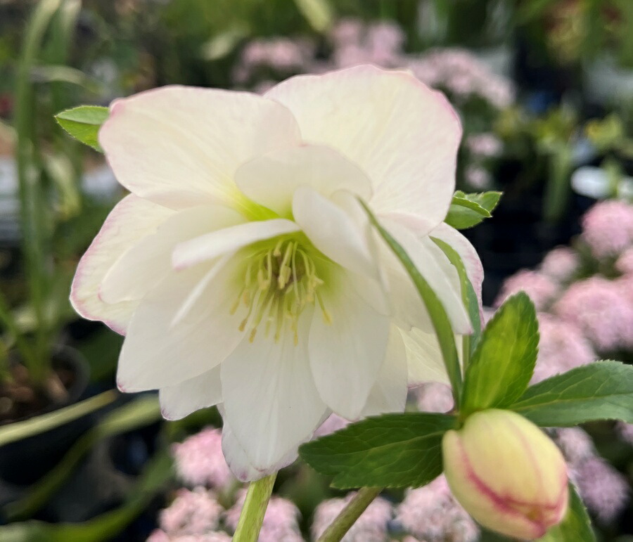 チャッピ様ご購入苗㉖-195クリスマスローズ チャッピ様ご購入苗㉖-195