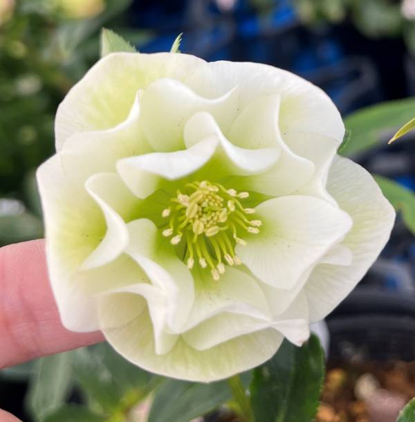 楽天市場】クリスマスローズ ホワイトゴールドの通販