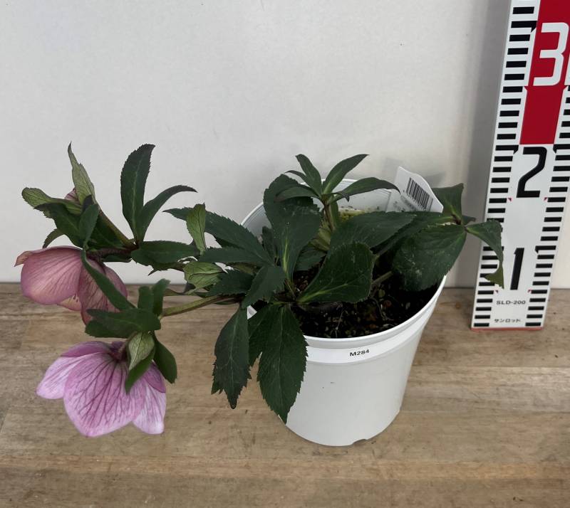 楽天市場】【現品】クリスマスローズ セミダブル咲き ピンク系