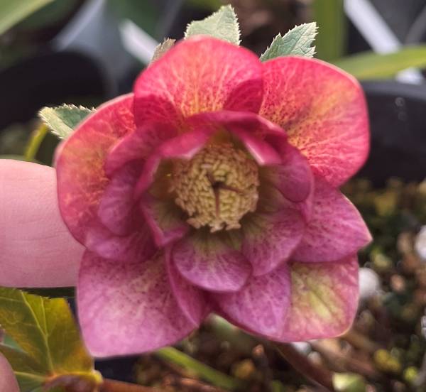 楽天市場】【自然開花株】【現品】クリスマスローズ ダブル咲き レッド