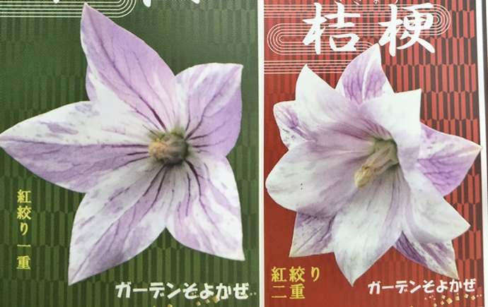 楽天市場】【一重が二重から選ぶ】桔梗(キキョウ)苗 高性種 3号 紅絞り