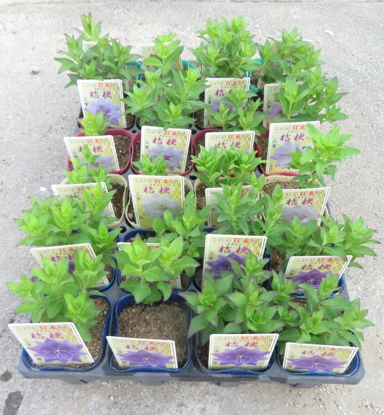 楽天市場】【4色から選ぶ】桔梗(キキョウ)苗 高性種 三重咲き 3号苗