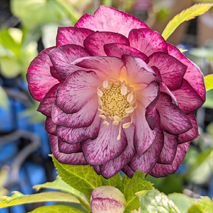 スリット鉢付き 蕾10 ddゴールドフラッシュ クリスマスローズ スリット