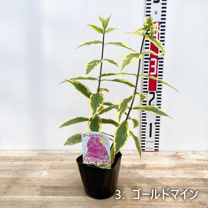 楽天市場】【品種で選ぶ】宿根フロックス 3.5号～4号苗 : 千草園芸