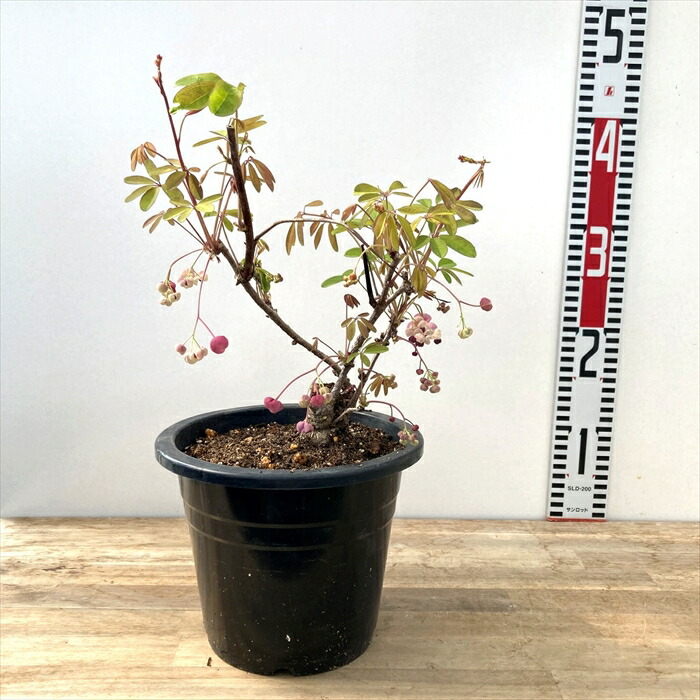 楽天市場】ムラサキゴヨウアケビ（紫五葉アケビ） 6号盆栽仕立て(d11