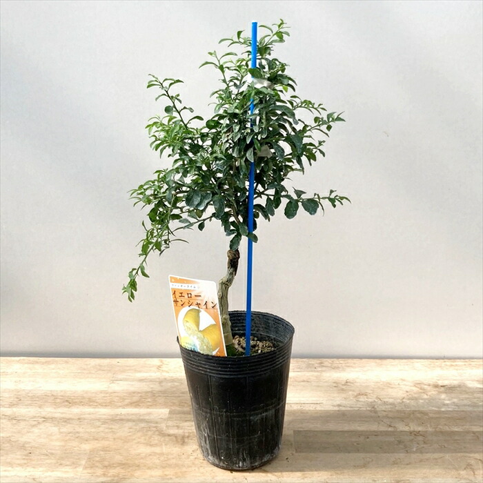 楽天市場】【品種が選べる】フィンガーライム 接ぎ木 4号 苗木 : 千草園芸