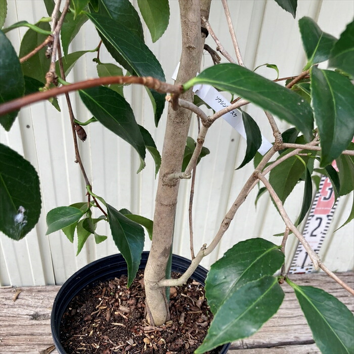 楽天市場】椿（ツバキ） 湊晨侘助（ソウシンワビスケ）苗木 8号（g05-3